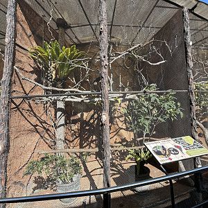 Red-handed Tamarin Exhibit