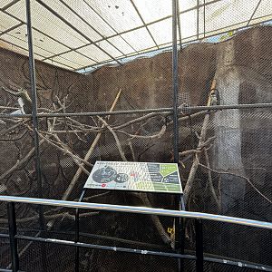 Red-tailed Monkey Exhibit