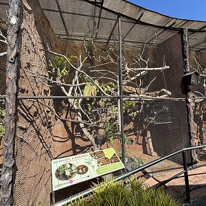 Geoffroy’s Marmoset Exhibit #1