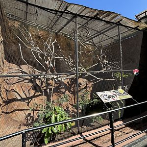 Cotton-top Tamarin Exhibit