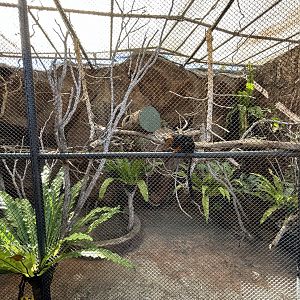 Golden-headed Lion Tamarin Exhibit