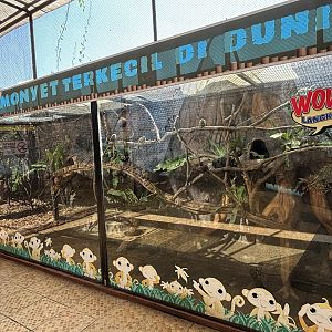 Pygmy Marmoset Exhibit