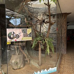 Geoffroy’s Marmoset Exhibit #2