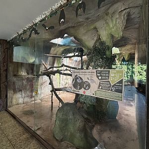 Grizzled Tree Kangaroo Exhibit