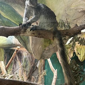 Grizzled Tree Kangaroo