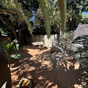 Agile Wallaby Exhibit