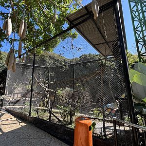 Rhinoceros Hornbill Aviary