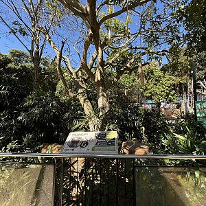 Javan Mouse-deer Exhibit