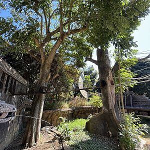 Giant Otter + Tufted Capuchin Exhibits