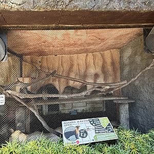 Yellow-throated Marten Exhibit