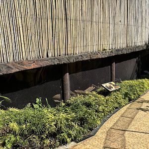 Binturong Exhibit #1