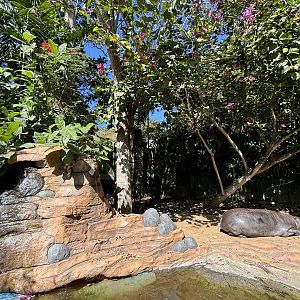 Pygmy Hippo Exhibit