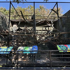 Colobus Monkey Exhibit #1