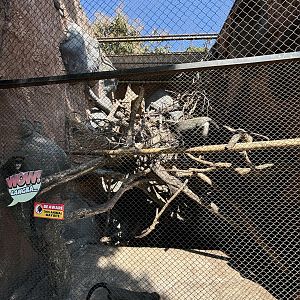 De Brazza’s Monkey Exhibit #2