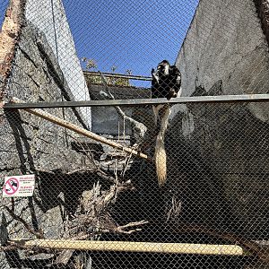 Colobus Monkey Exhibit #2