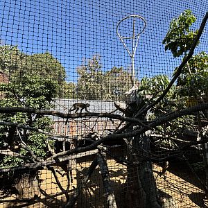 South American Exhibit (5 species)