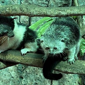 Binturongs