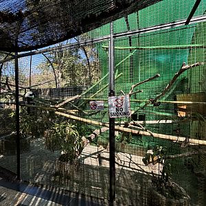 Black-and-white Lemur Exhibit