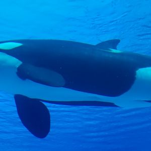 Orca in chimelong spaceship