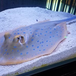 Bluespotted Ribbontail Ray in Kumming Aquarium