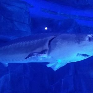 Chinese Sturgeon in Kumming Aquarium