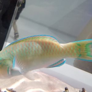 Bluebarred Parrotfish