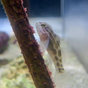 Crested Goby (Lophogobius cyprinoides)