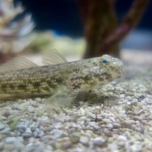 Frillfin Goby (Bathygobius soporator)