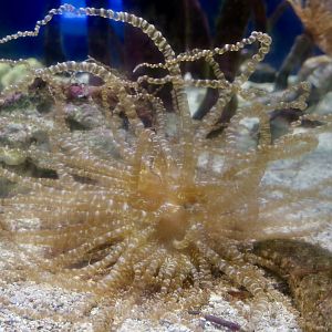 Ringed Anemone (Bartholomea annulata)