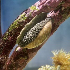 Deer Cowrie (Macrocypraea cervus)
