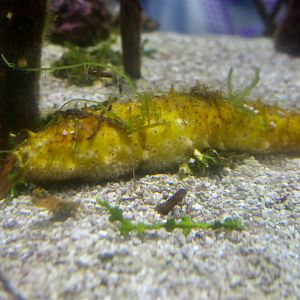 Florida Sea Cucumber (Holothuria floridana)