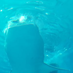 Whale Shark Feeding