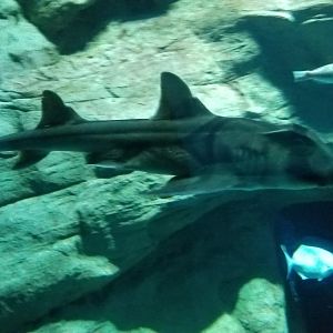 Port Jackson Shark