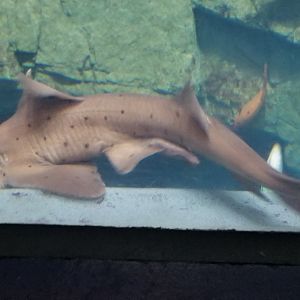 Horn Shark