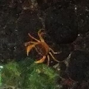 Japanese Freshwater Crab