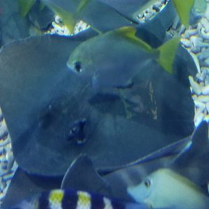 Bluespotted Maskray
