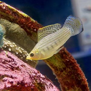 Sailfin Molly (Poecilia latipinna)
