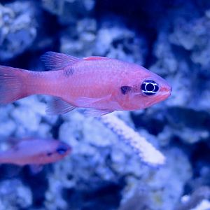 Flamefish (Apogon maculatus)