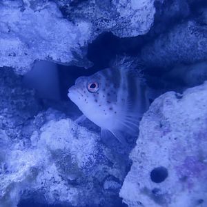 Redspotted Hawkfish (Amblycirrhitus pinos)