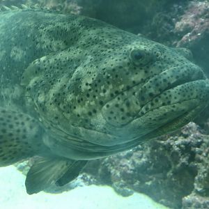 Atlantic Goliath Grouper (Epinephelus itajara)