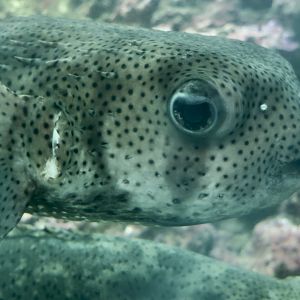 Spot-Fin Porcupinefish (Diodon hystrix)