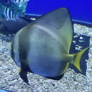 Dusky Batfish