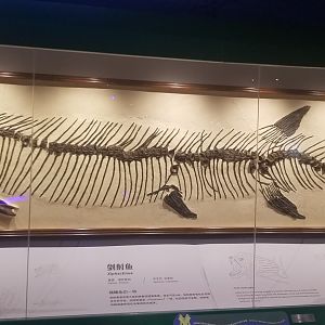Xiphactinus Fossil