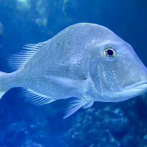 Jolthead Porgy (Calamus bajonado)