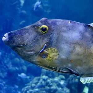 American Whitespotted Filefish (Cantherhines macrocerus)