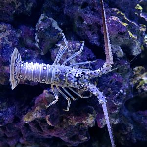 Caribbean Spiny Lobster (Panulirus argus)
