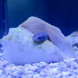 Skilletfish (Gobiesox strumosus)