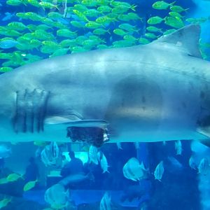 Sand Tiger Shark in Kumming Aquarium