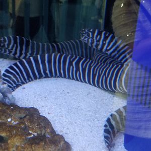 Zebra Moray in Kumming Aquarium