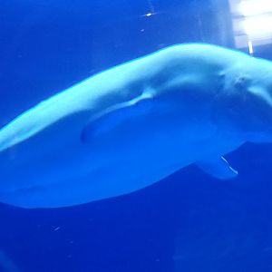 Beluga